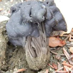 Western Black Elfin Saddle thumbnail 2