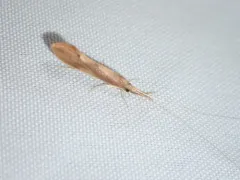 Triaenodes tardus thumbnail 1