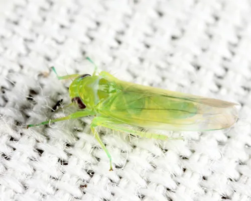 Kybos andresia