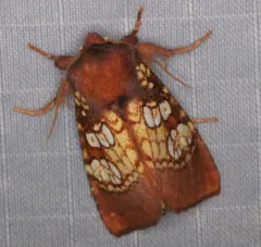 Pitcher Plant Borer Moth thumbnail 4