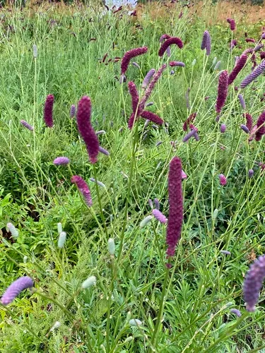 Siberian Burnet