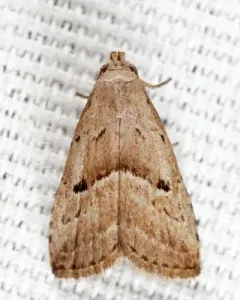 Hypenodes palustris thumbnail 3