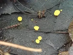 Hymenoscyphus epiphyllus thumbnail 2
