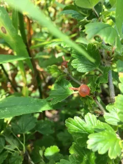 European gooseberry thumbnail 2