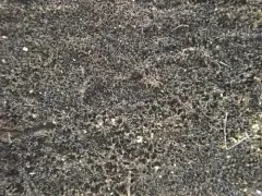 Septosporium bulbotrichum thumbnail 2