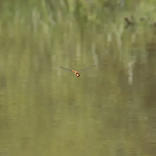 Wandering Glider