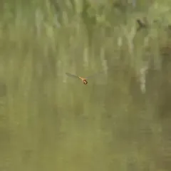 Wandering Glider thumbnail 1