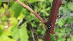 Neoclytus modestus thumbnail 2