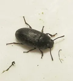 Blapstinus pratensis thumbnail 3