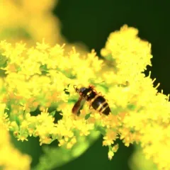 Hidalgo Mason Wasp thumbnail 4