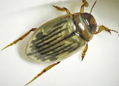 Hygrotus punctilineatus thumbnail 2