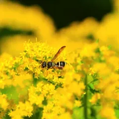 Catskill Potter Wasp thumbnail 4