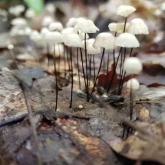 collared parachute thumbnail 4