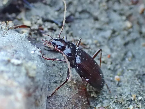 Nebria intermedia