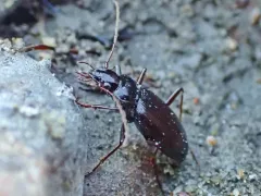 Nebria intermedia thumbnail 1