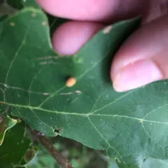 Jewel Oak Gall Wasp thumbnail 3