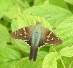 Long-tailed Skipper thumbnail 2