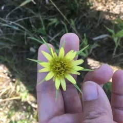Yellow Salsify thumbnail 3