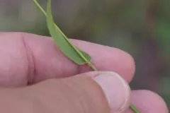interrupted wild rye thumbnail 2