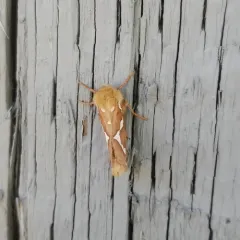 Gazoryctra novigannus thumbnail 2