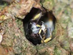Crossocerus maculipennis thumbnail 2
