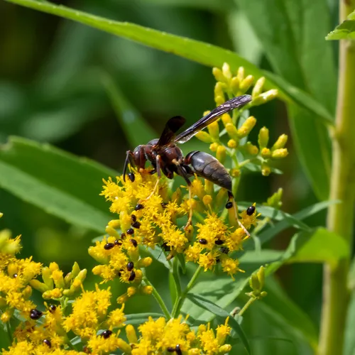 Metric Paper Wasp