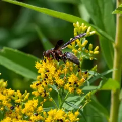 Metric Paper Wasp thumbnail 1