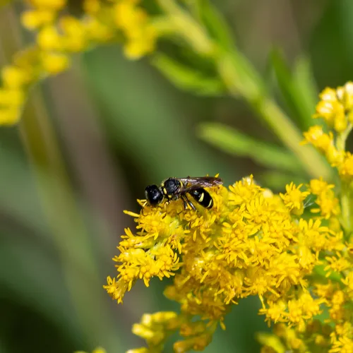 Common Ectemnius