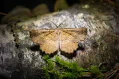Euchlaena mollisaria thumbnail 2