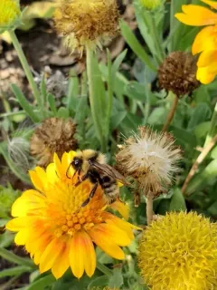 Suckley's Cuckoo Bumble Bee thumbnail 2