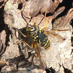 Western Hornet Fly thumbnail 2