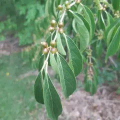Amur honeysuckle thumbnail 4