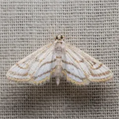 Chestnut-marked Pondweed Moth thumbnail 2