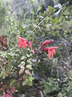 redwood keckiella thumbnail 4