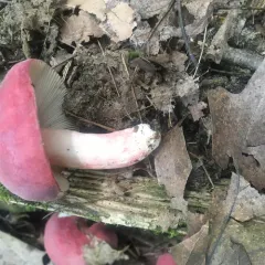 purple-bloom russula thumbnail 3