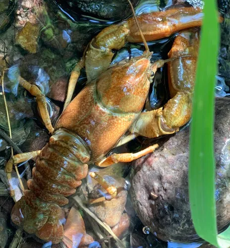 Pilose Crayfish