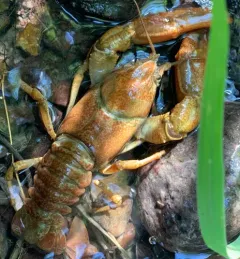 Pilose Crayfish thumbnail 1