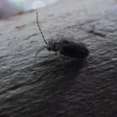 Viburnum Leaf Beetle thumbnail 2