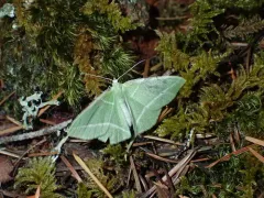 Dichorda illustraria thumbnail 2