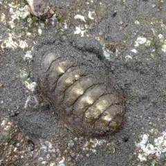 Hind's Chiton thumbnail 2