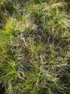 Upright Brome thumbnail 2