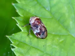 Clastoptera ovata thumbnail 4