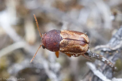 Tail-spotted Pachy