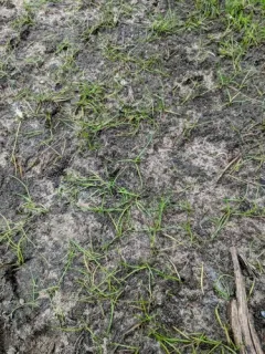 American shoreweed thumbnail 3