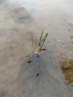 lake quillwort thumbnail 2