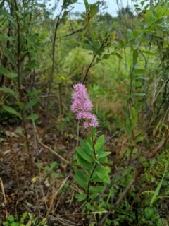 Bridewort thumbnail 1