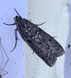 Speckled Black Pyla Moth thumbnail 2