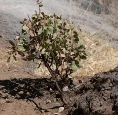 Whiteleaf Manzanita thumbnail 2