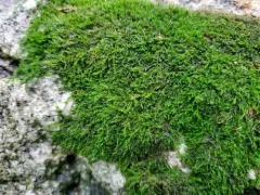 Pseudoleskeella nervosa thumbnail 4