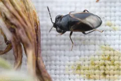 Geocoris atricolor thumbnail 4
